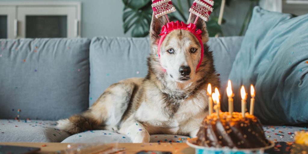 Comment organiser une fête d’anniversaire pour votre animal de compagnie ?