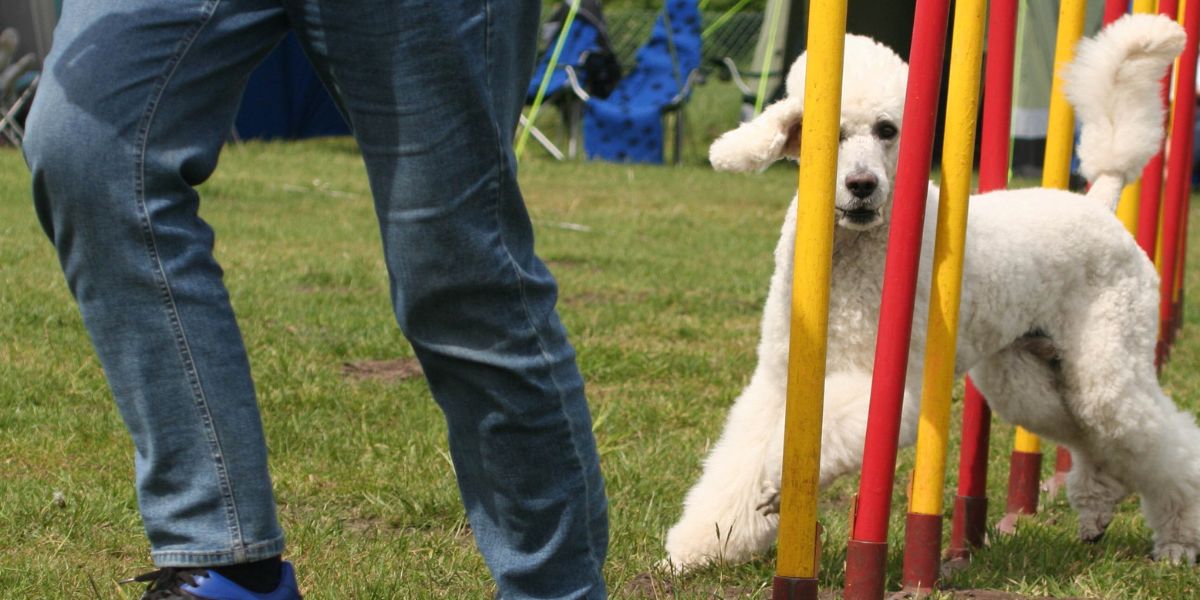 sport avec votre animal de compagnie